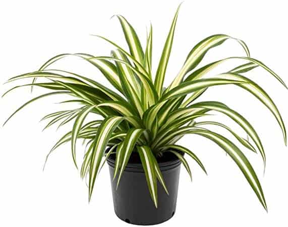Spider Plant - House Plant for Guys