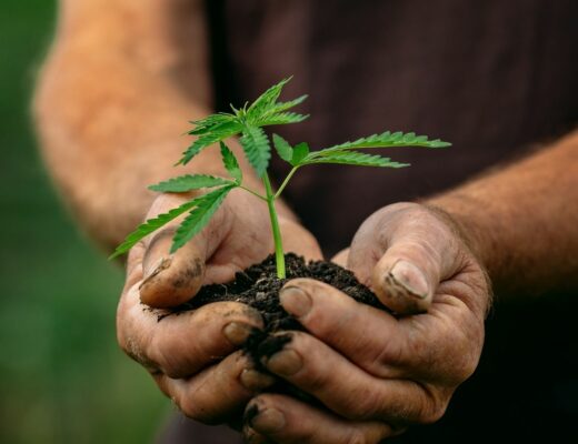 Things To Take Into Consideration When Growing Hemp at Home