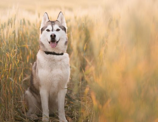 Things To Know When Adopting a Siberian Husky