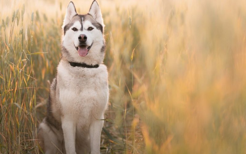 Things To Know When Adopting a Siberian Husky