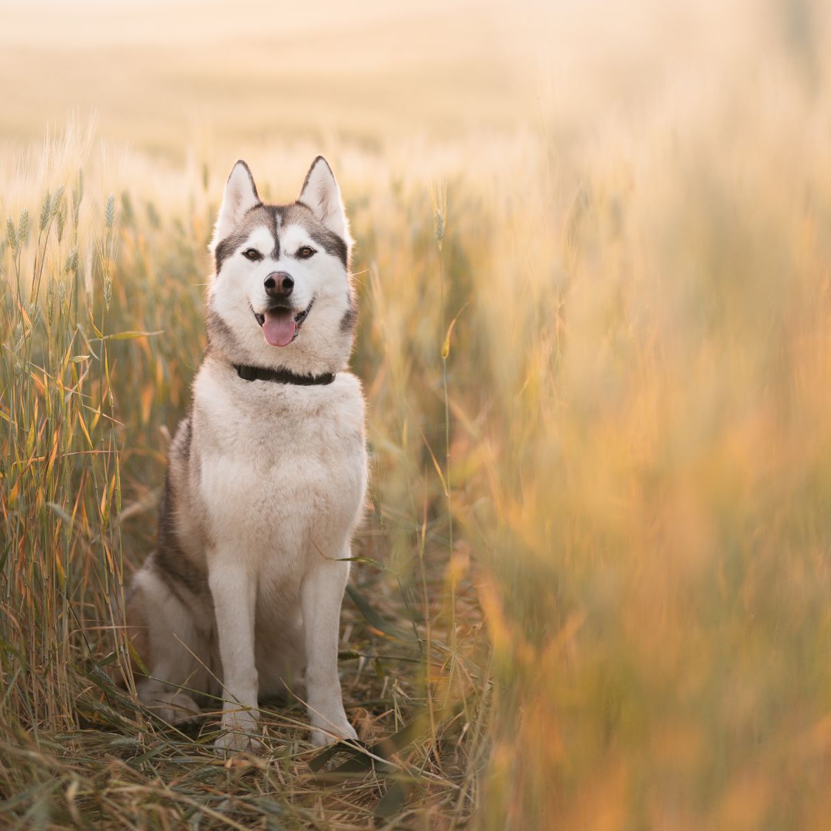 are huskies barkers