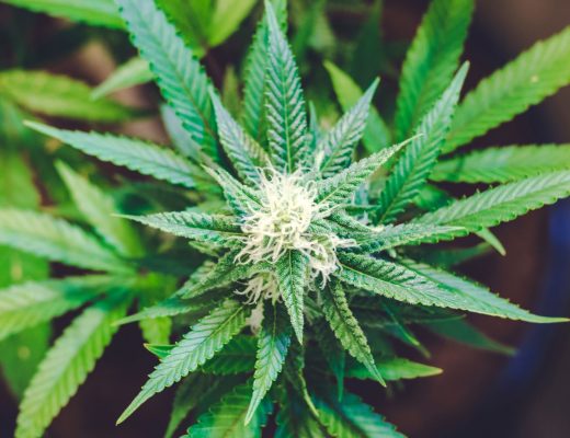 Tips for Setting Up Your Cannabis Grow Room