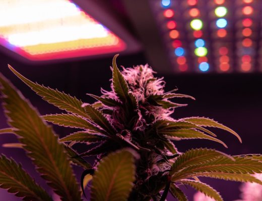 4 Facts To Know About Grow Lights for Cannabis Plants