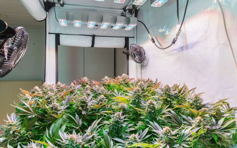 Cannabis plants thrive in the flowering stage in an indoor garden with climate control, LED lights, and fans.