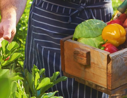 A man in an apron walking through a garden, holding a basket of fresh produce that includes cabbage and a bell pepper.