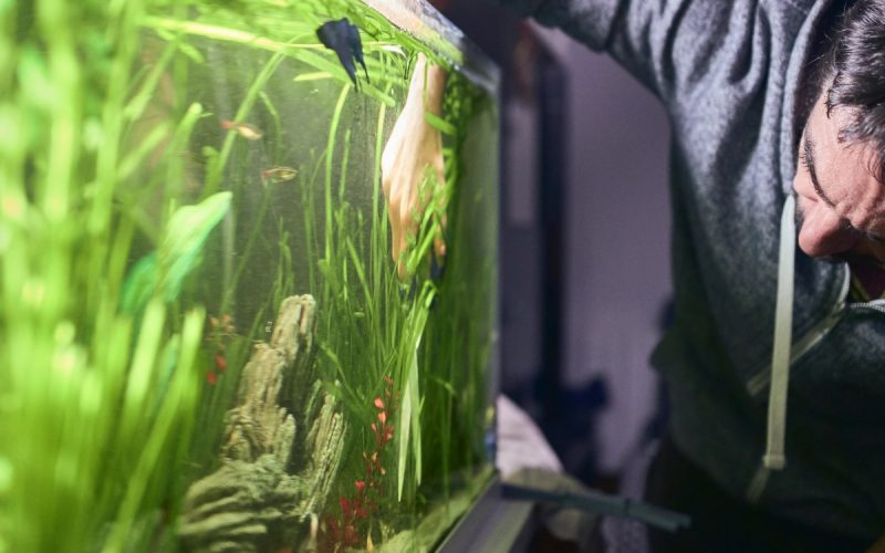 A man leaning forward and using scissors to trim live plants within his fish tank. The tank contains a betta and guppies.