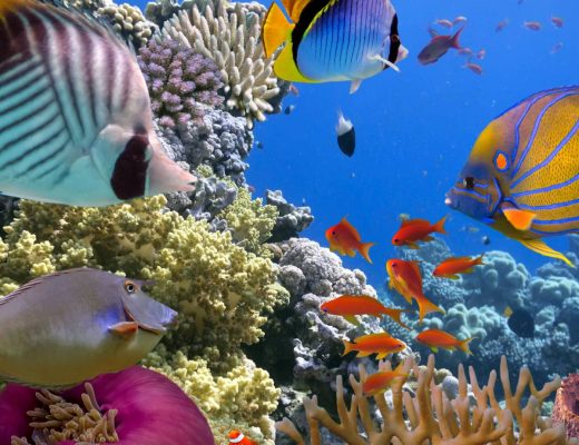 An assortment of medium-sized colorful tropical reef fish gathering around various corals and sponges.