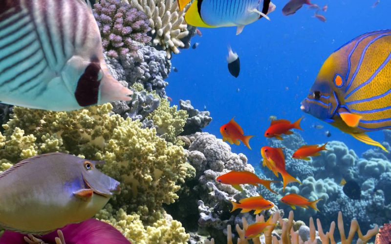 An assortment of medium-sized colorful tropical reef fish gathering around various corals and sponges.