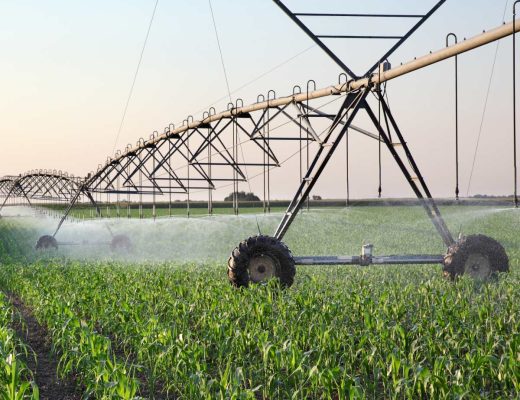 An expansive corn field with a large irrigation system on wheels. The irrigation system is watering the crops.