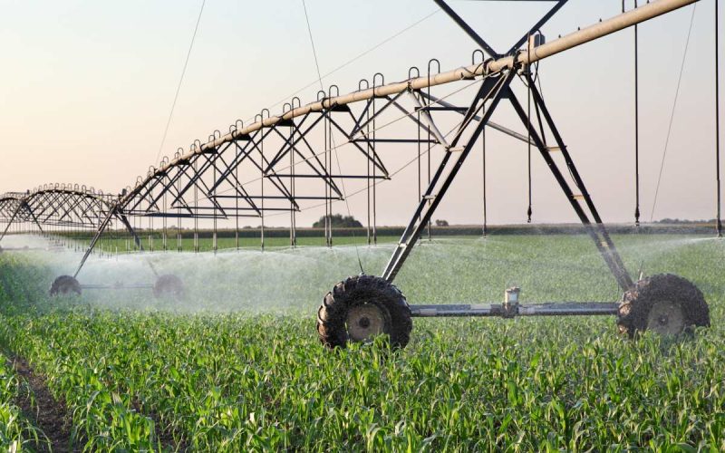 An expansive corn field with a large irrigation system on wheels. The irrigation system is watering the crops.