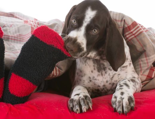 A brown and white dog lays under a comforter and chews on its owner's sock-covered foot while looking at the camera.