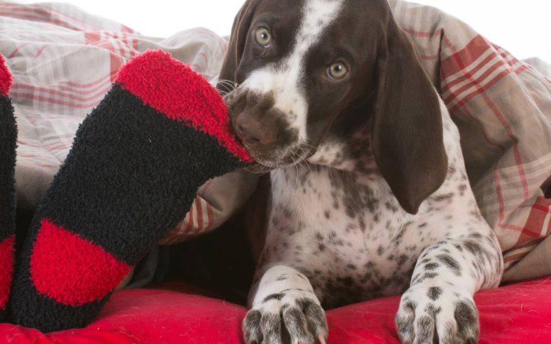 A brown and white dog lays under a comforter and chews on its owner's sock-covered foot while looking at the camera.