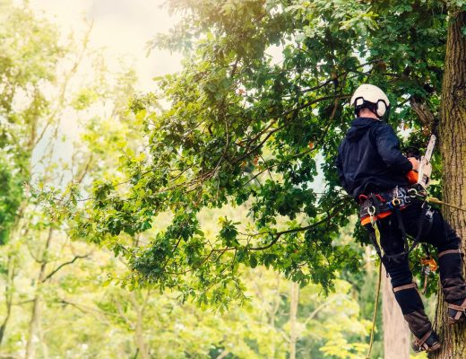 The sun shines through leafy green trees as an arborist in a hard hat works on a tree with a chainsaw.