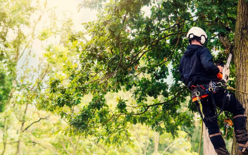 The sun shines through leafy green trees as an arborist in a hard hat works on a tree with a chainsaw.