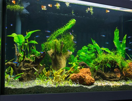Grow lights illuminates a white-rimmed aquarium, filled with aquatic plants, substrate, and cardinal tetras.