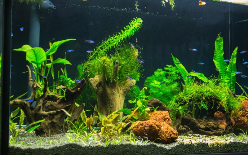Grow lights illuminates a white-rimmed aquarium, filled with aquatic plants, substrate, and cardinal tetras.