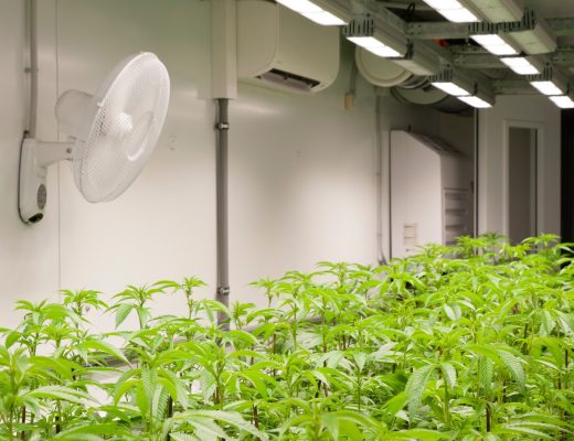 Rows of young cannabis plants growing indoors under bright LED lights with a wall fan in a controlled grow room.
