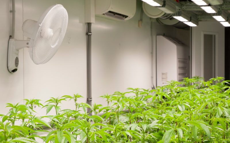 Rows of young cannabis plants growing indoors under bright LED lights with a wall fan in a controlled grow room.