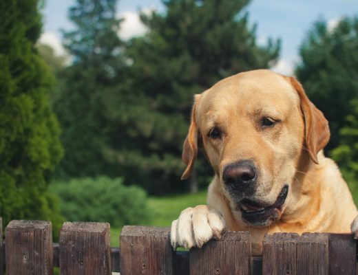 A yellow Labrador rests its paws on a wooden fence and looks over to see it into the neighbor's yard.