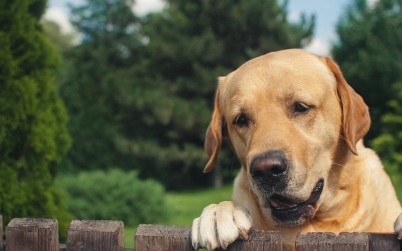 A yellow Labrador rests its paws on a wooden fence and looks over to see it into the neighbor's yard.