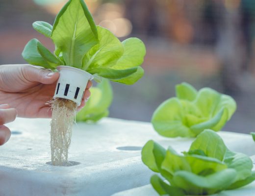 Hands lift a lettuce plant with exposed roots from a hydroponic growing bed surrounded by leafy green plants.