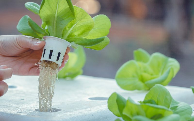Hands lift a lettuce plant with exposed roots from a hydroponic growing bed surrounded by leafy green plants.